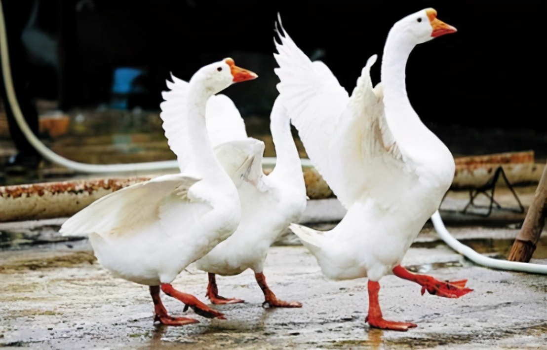 有蛇的地方养鹅,大鹅粪便真的能杀死蛇吗