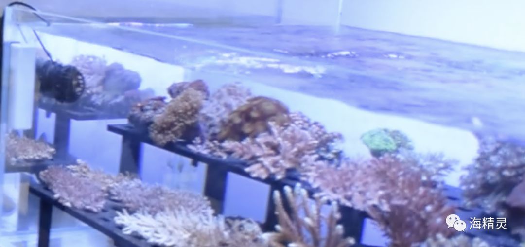 中国海水圈到底存在多少“奸商”？