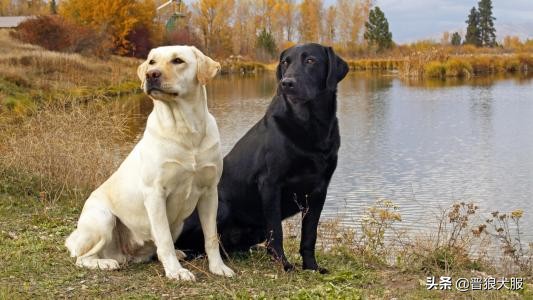 适合家庭饲养的宠物犬推荐,好饲养的小型宠物犬推荐