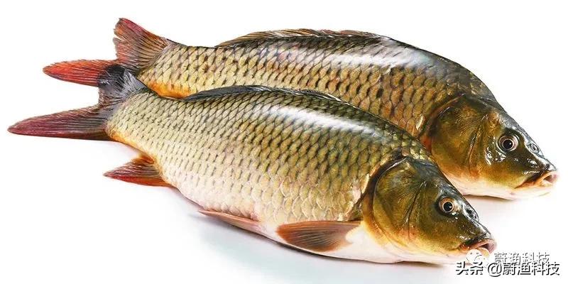 鲤鱼烂鳃多长时间可以好,鲤鱼得了烂鳞病怎么治