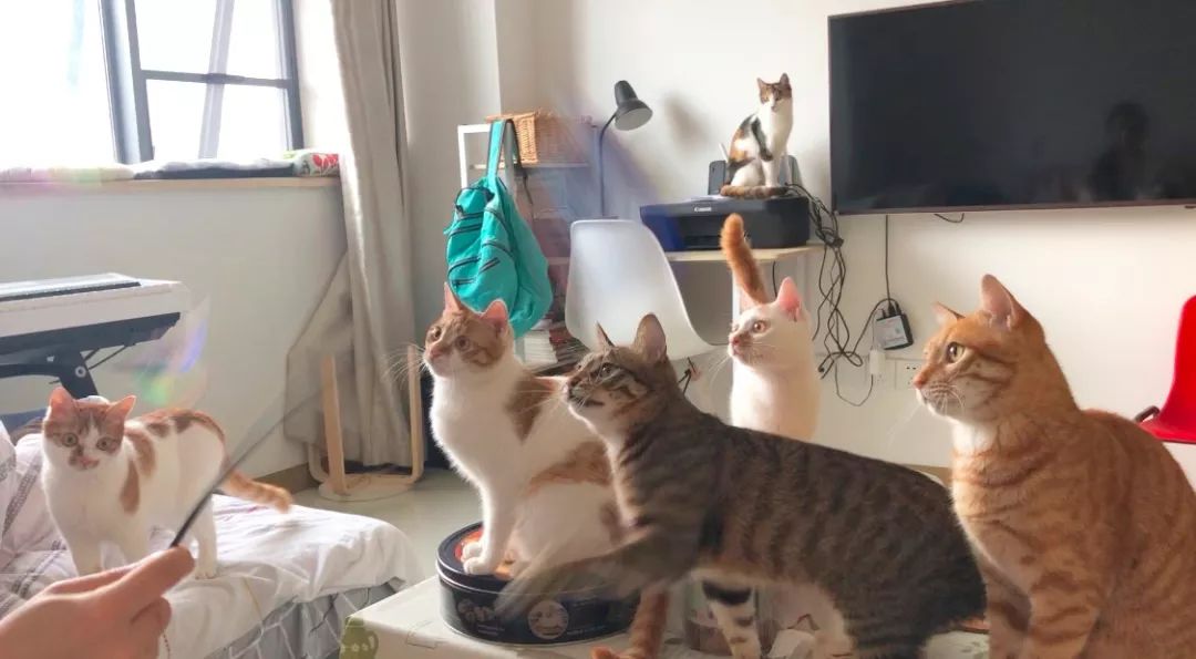 给宠物驱虫,给猫咪体外驱虫怎么驱虫