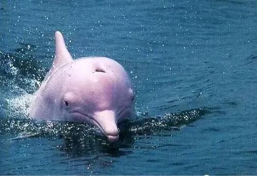 6成人去了这个半岛，都换了微信头像！广东“小希腊”要火了