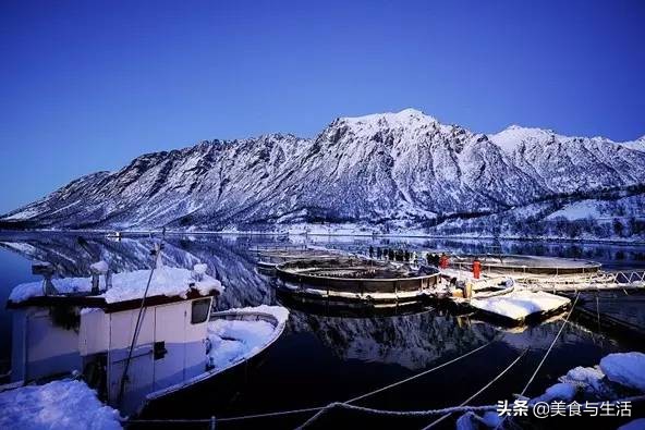 日料三文鱼是虹鳟鱼吗,国内日料店的三文鱼是虹鳟吗