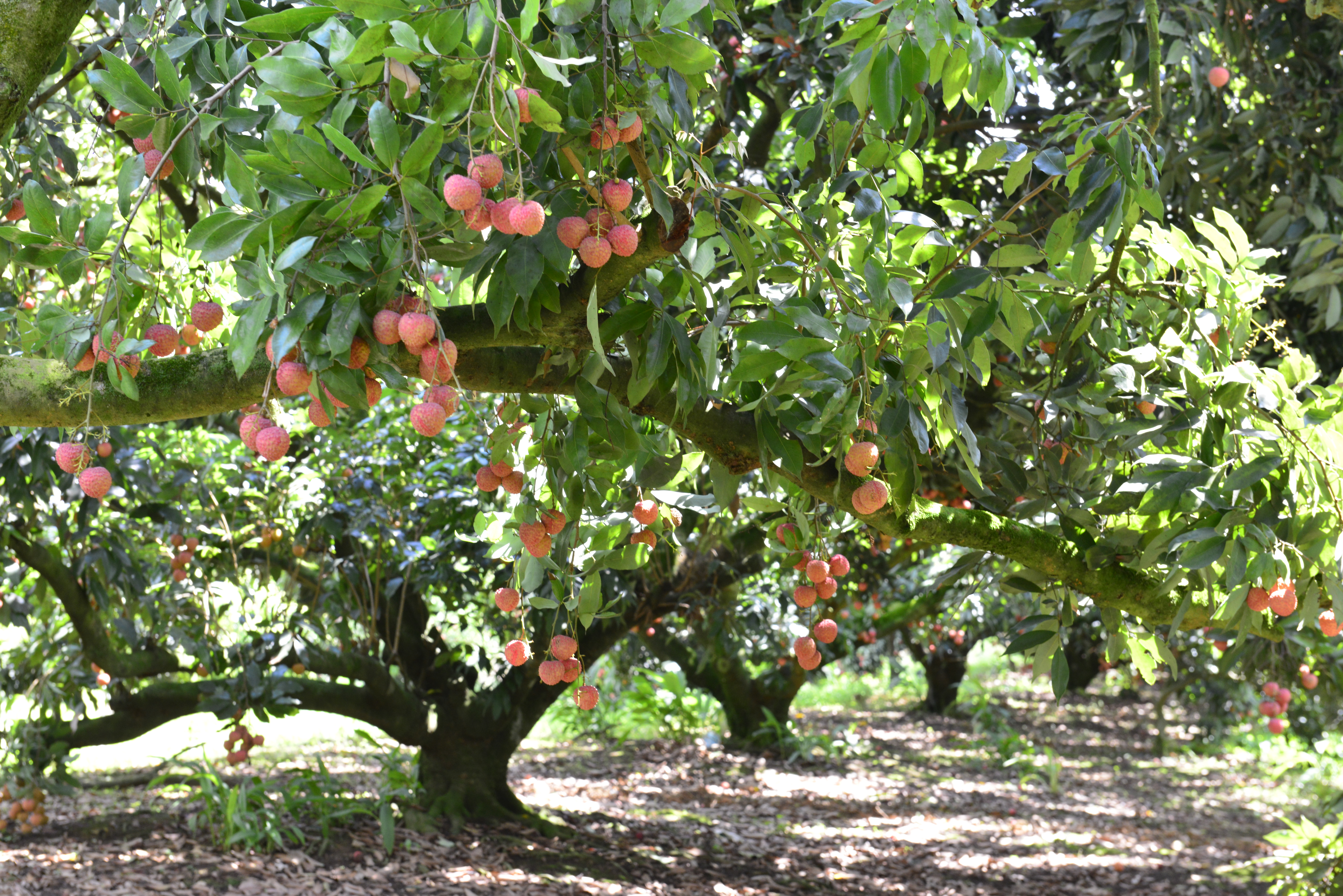 荔枝助农增收,荔枝助农大丰收