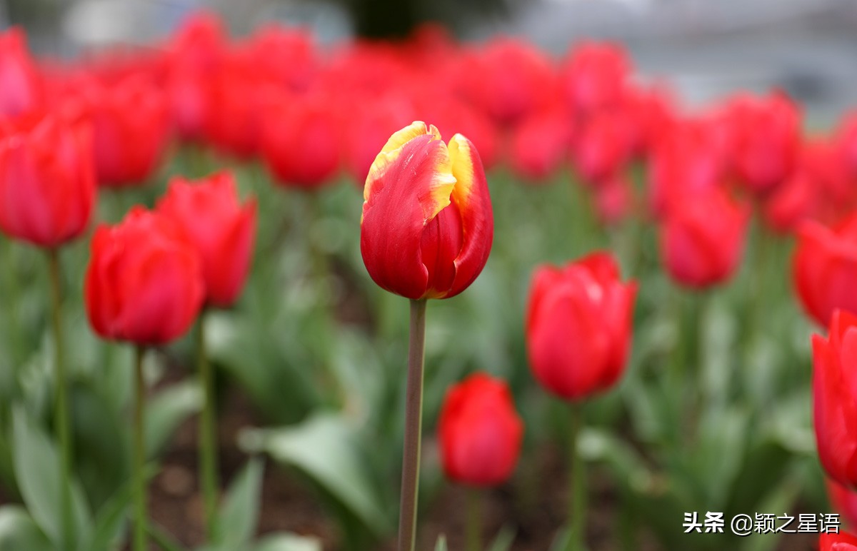 宁波最大的郁金香基地,宁波郁金香在什么地方