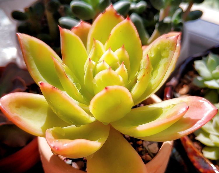 记录多肉长大的全过程,记录所有多肉成长过程