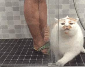 猫咪为什么讨厌洗脚呢,为什么猫咪讨厌水啊