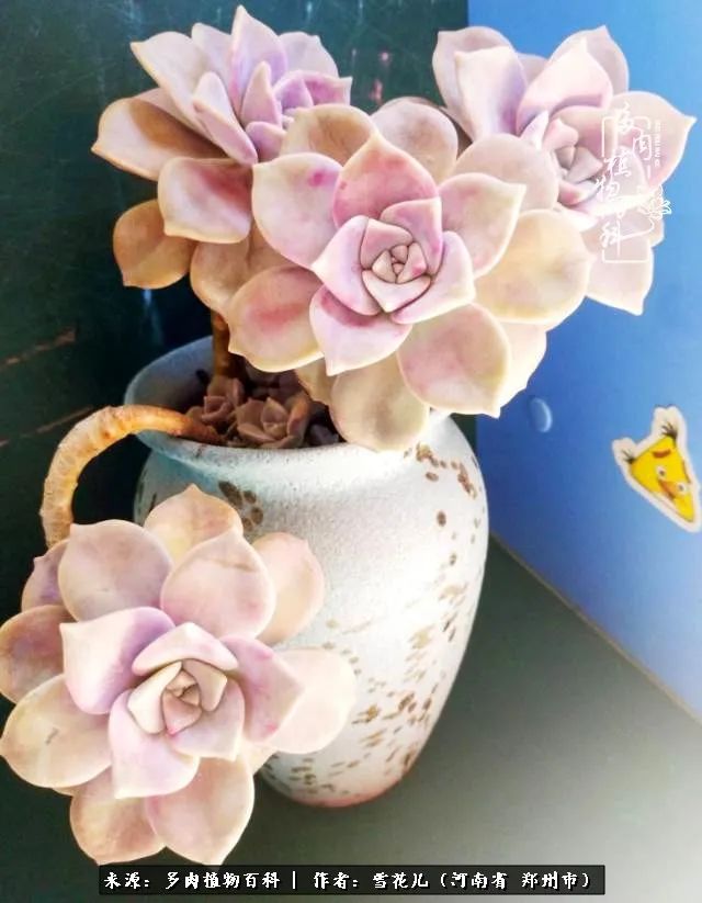 我的多肉乐园,多肉三寸阳台效果图