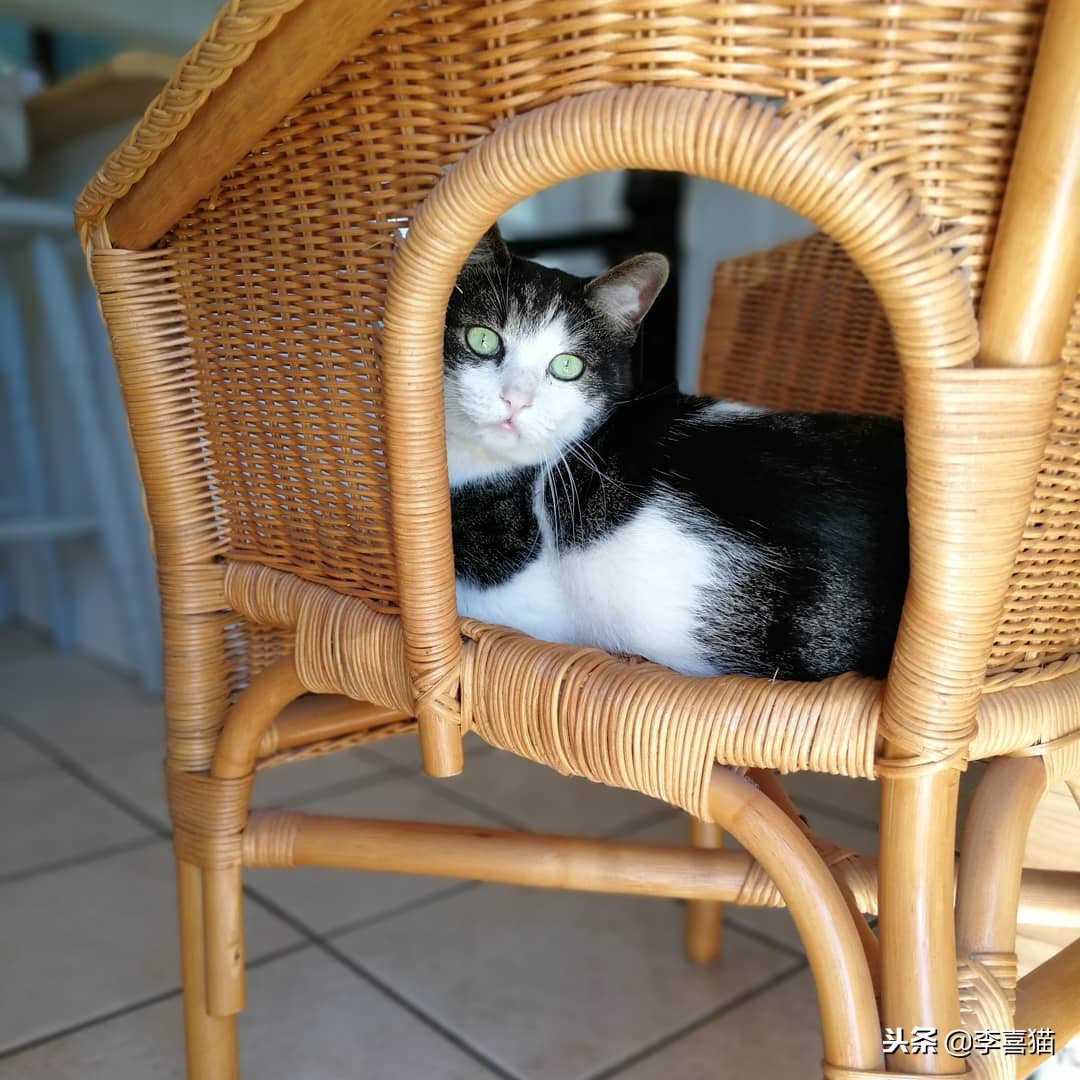 铲屎官们该怎样帮助猫咪过冬,小猫咪刚到新家需要铲屎吗