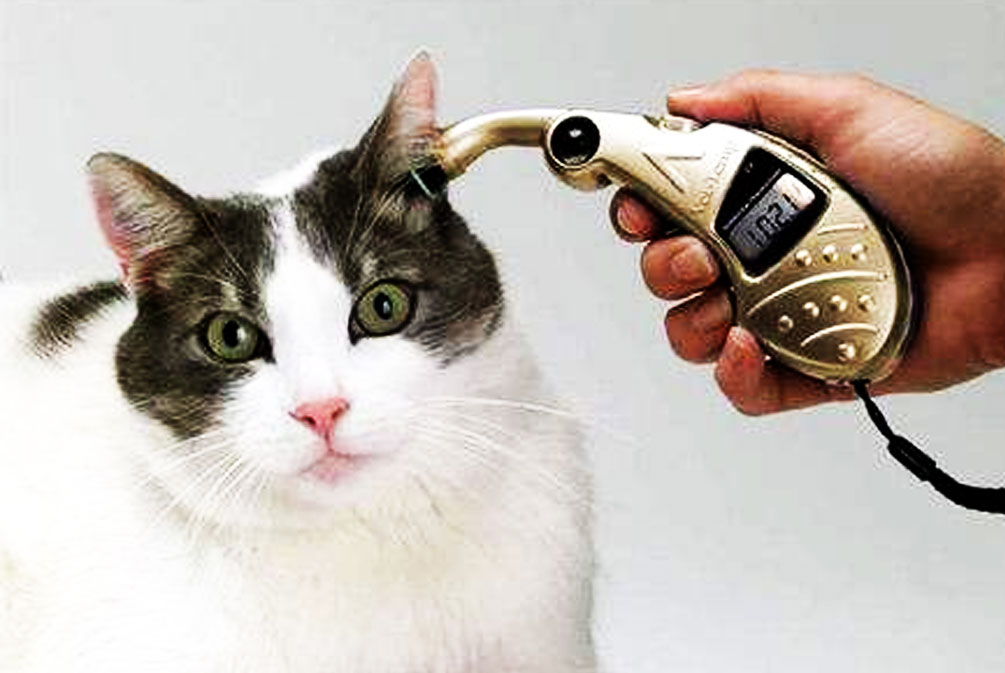 猫咪常见的几种疾病铲屎官必看,猫爪冰凉是怎么回事