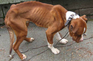 狗狗运动量过大食量减退怎么办,狗狗太瘦不吃食物怎样让狗狗长肥