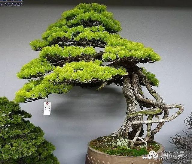 盆景结顶的形式,最好的盆景结顶方法