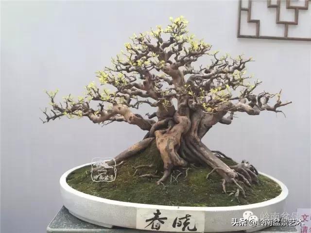 大树型雀梅造型,雀梅盆景怎么养才能爆盆