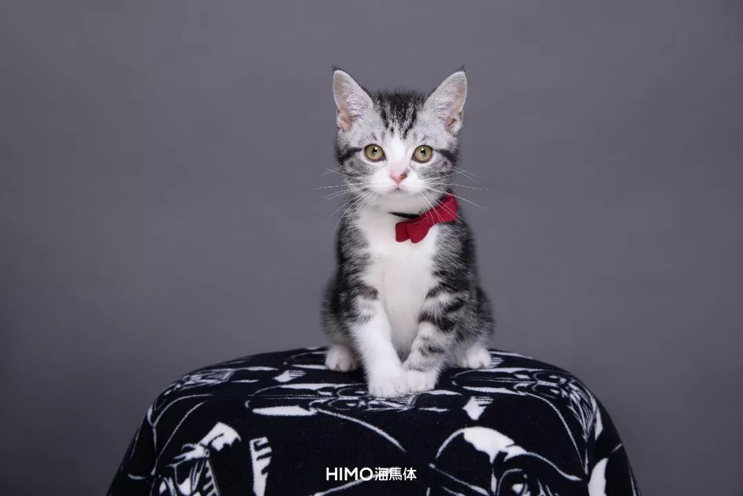 这是一条点开就能「笑着过七夕」的推送