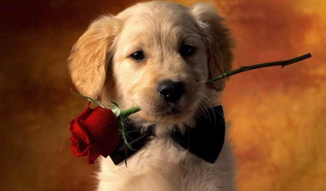 金毛好不好养适合养不,金毛好不好咬人