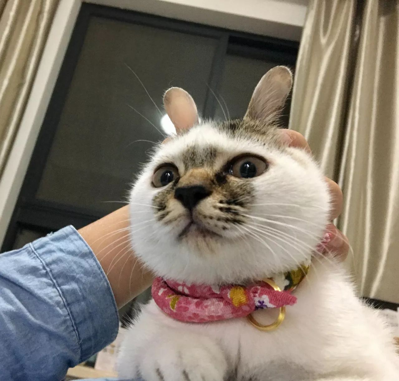 特别的萌给特别的你