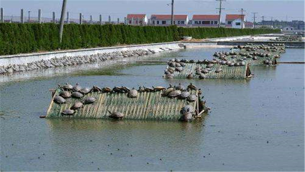 甲鱼稚鳖怎样养长得更快,鳖的饲养管理技术