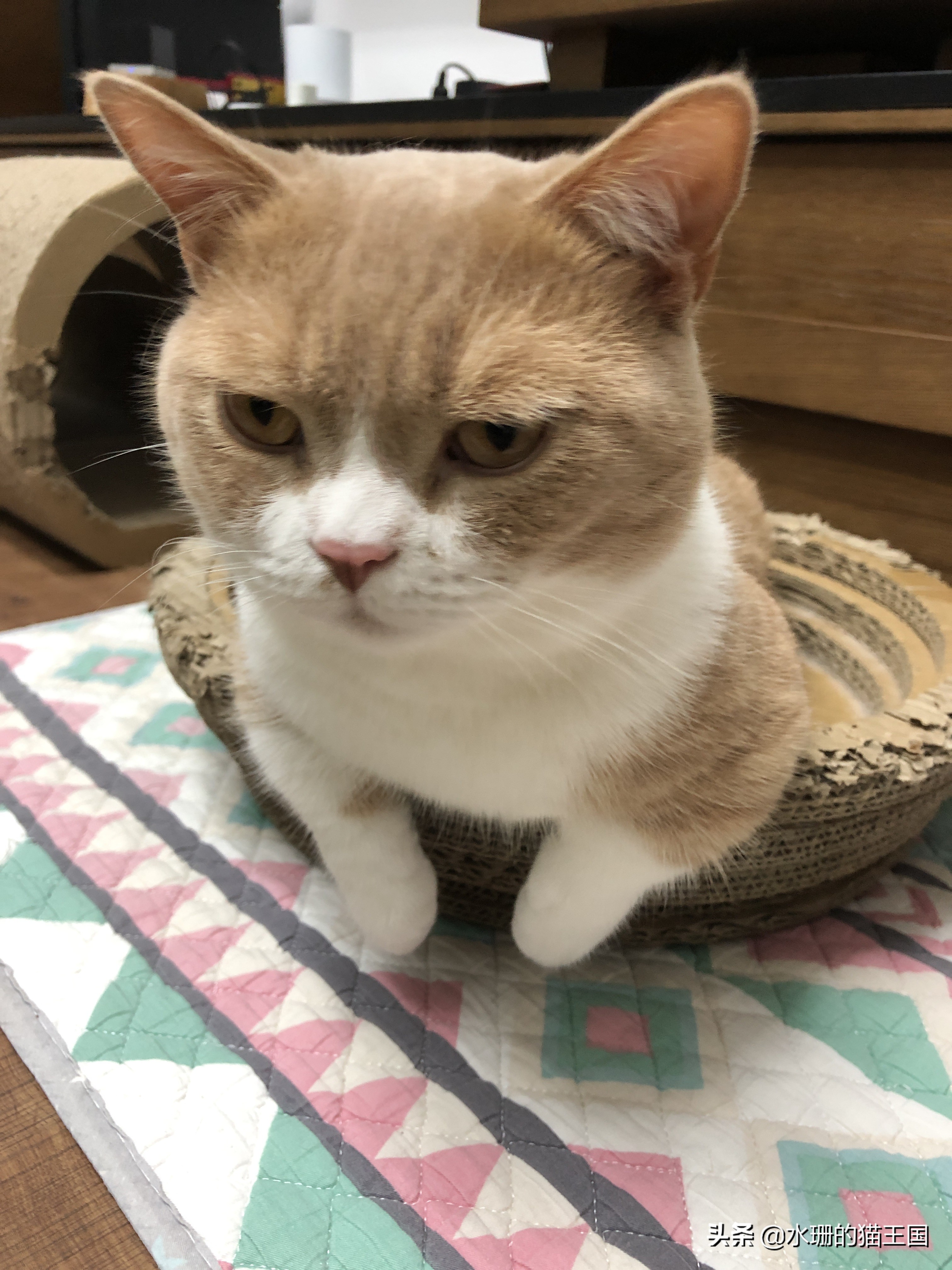 猫咪误吞骨头怎么治疗,猫咪误食异物怎么办小妙招