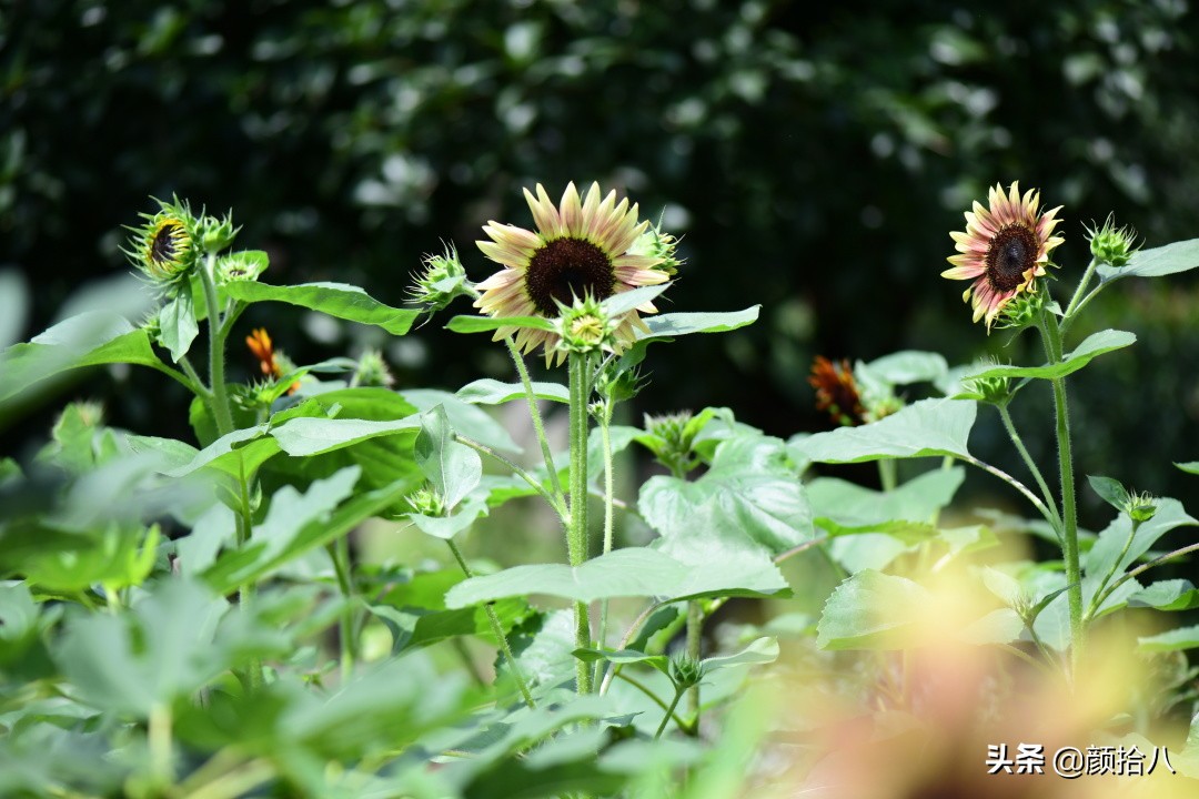 这个夏天我在花园里种向日葵|园丁