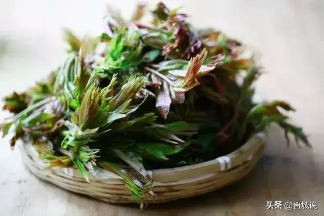 “椿暖花开”来晋城泽州这个村子让你“香椿自由”！