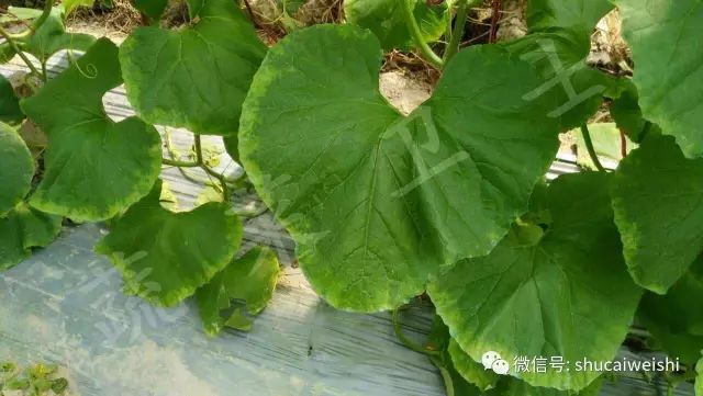 蔬菜药害怎样解药,蔬菜发生药害时如何解决