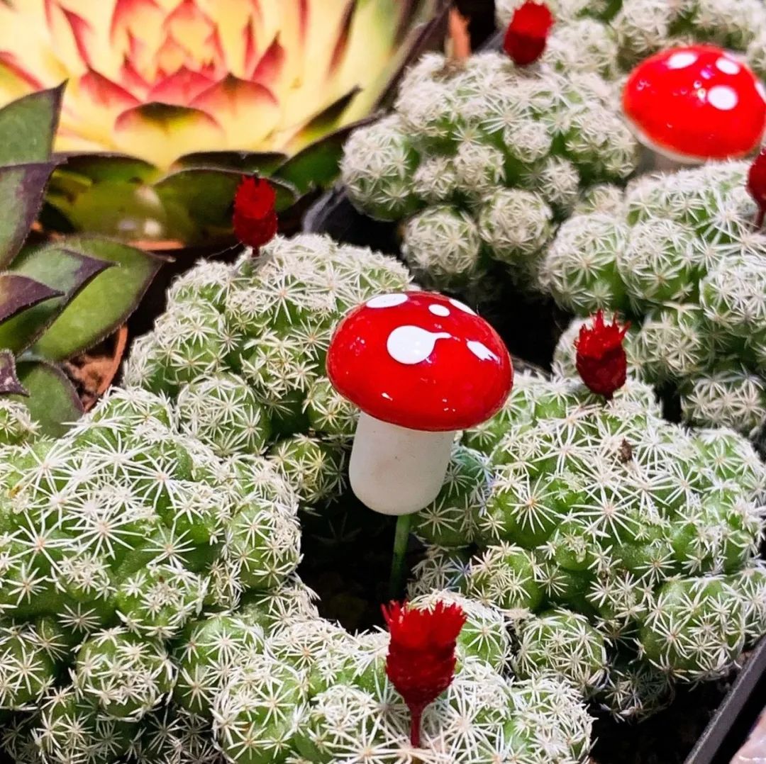 北京崇文区西花市大街,北京通州花市在哪里