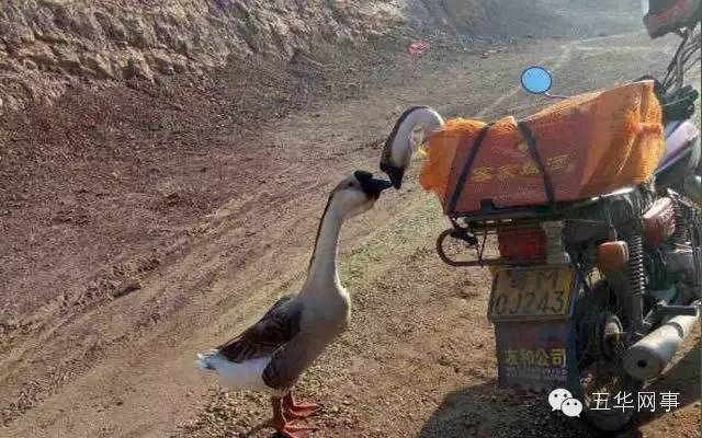 美丽的五华县,五华我可爱的家乡