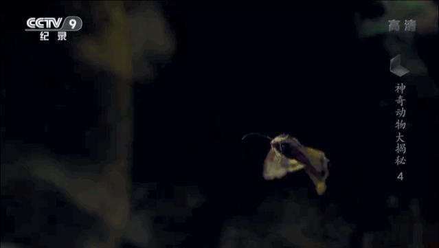 蝙蝠为什么是背锅侠,蝙蝠真实纪录片