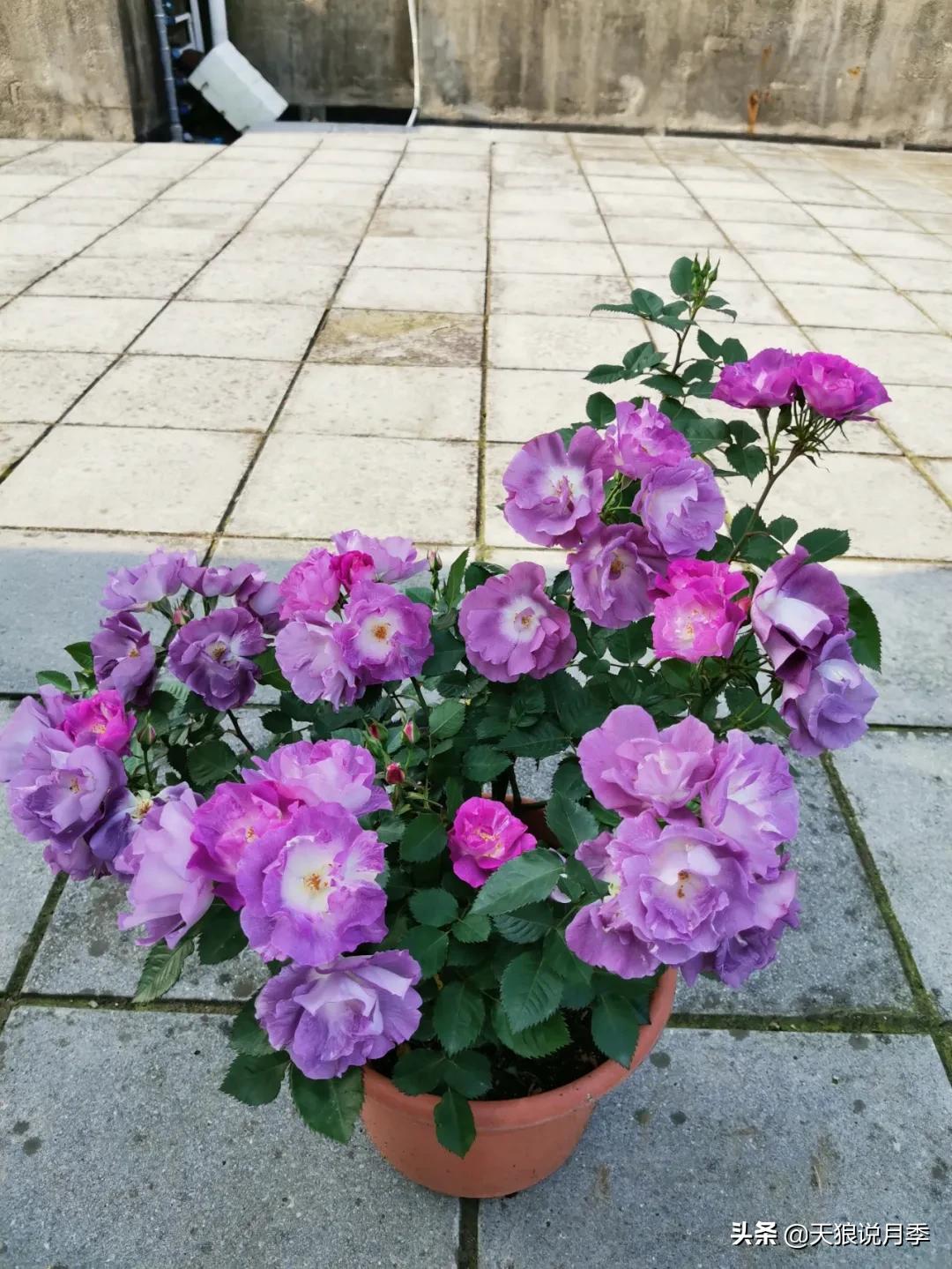 月季花是时候展现真正的技术了 (开春的第一波月季花就这么过去了)