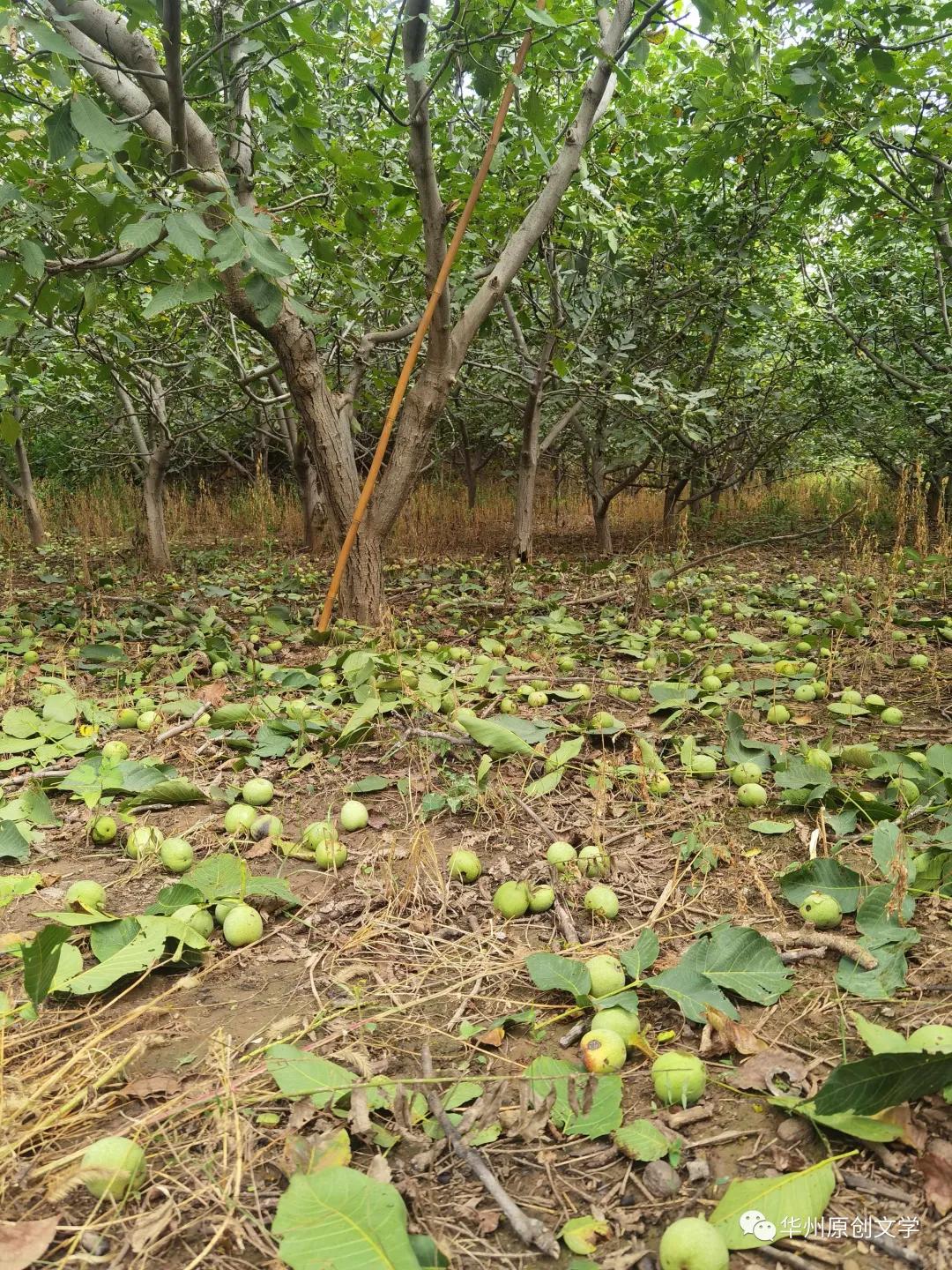 「老敏」漫话核桃