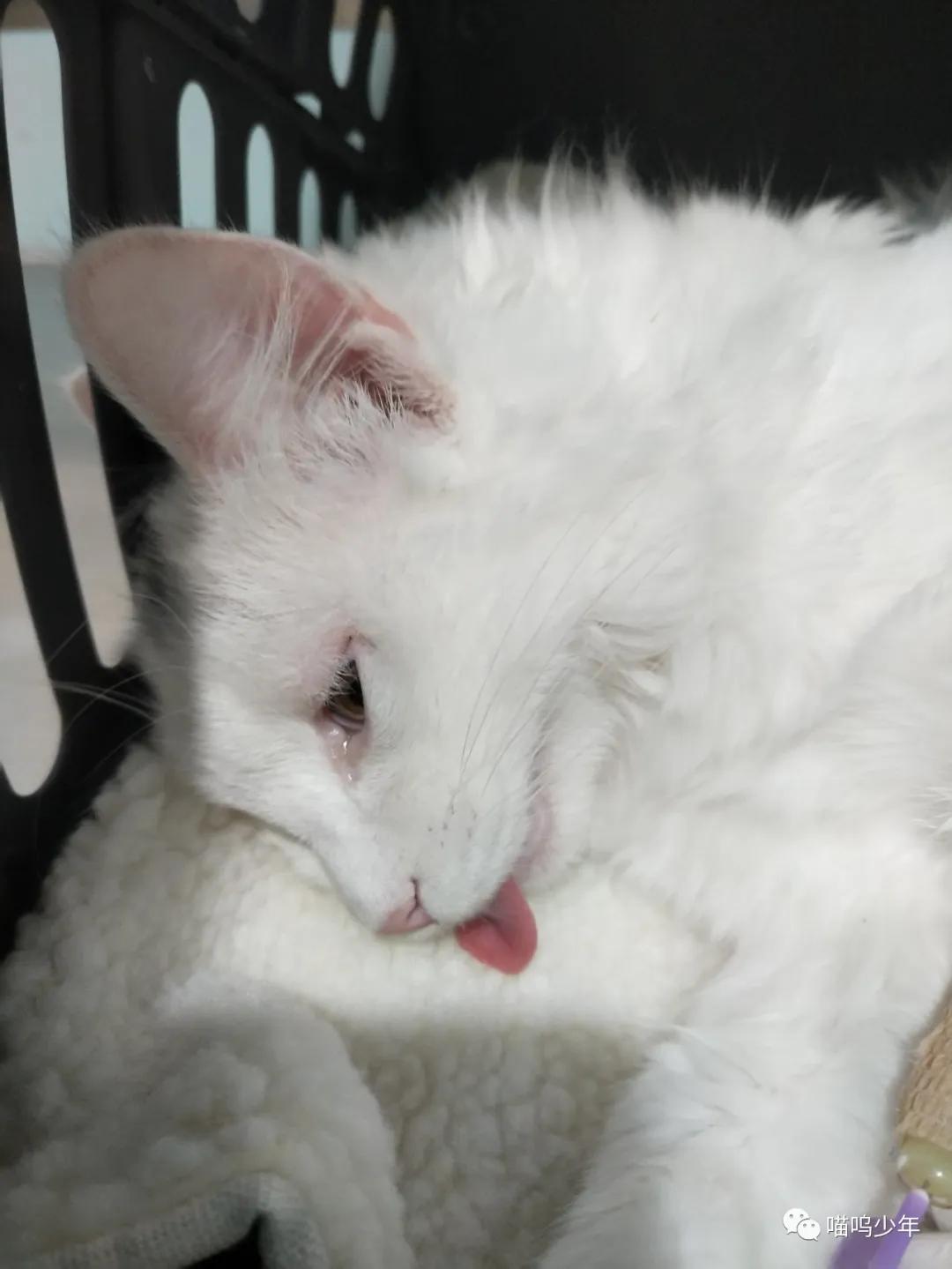 养猫真的很费钱吗？才不是呢。亲身经历告诉你养猫需要多少钱