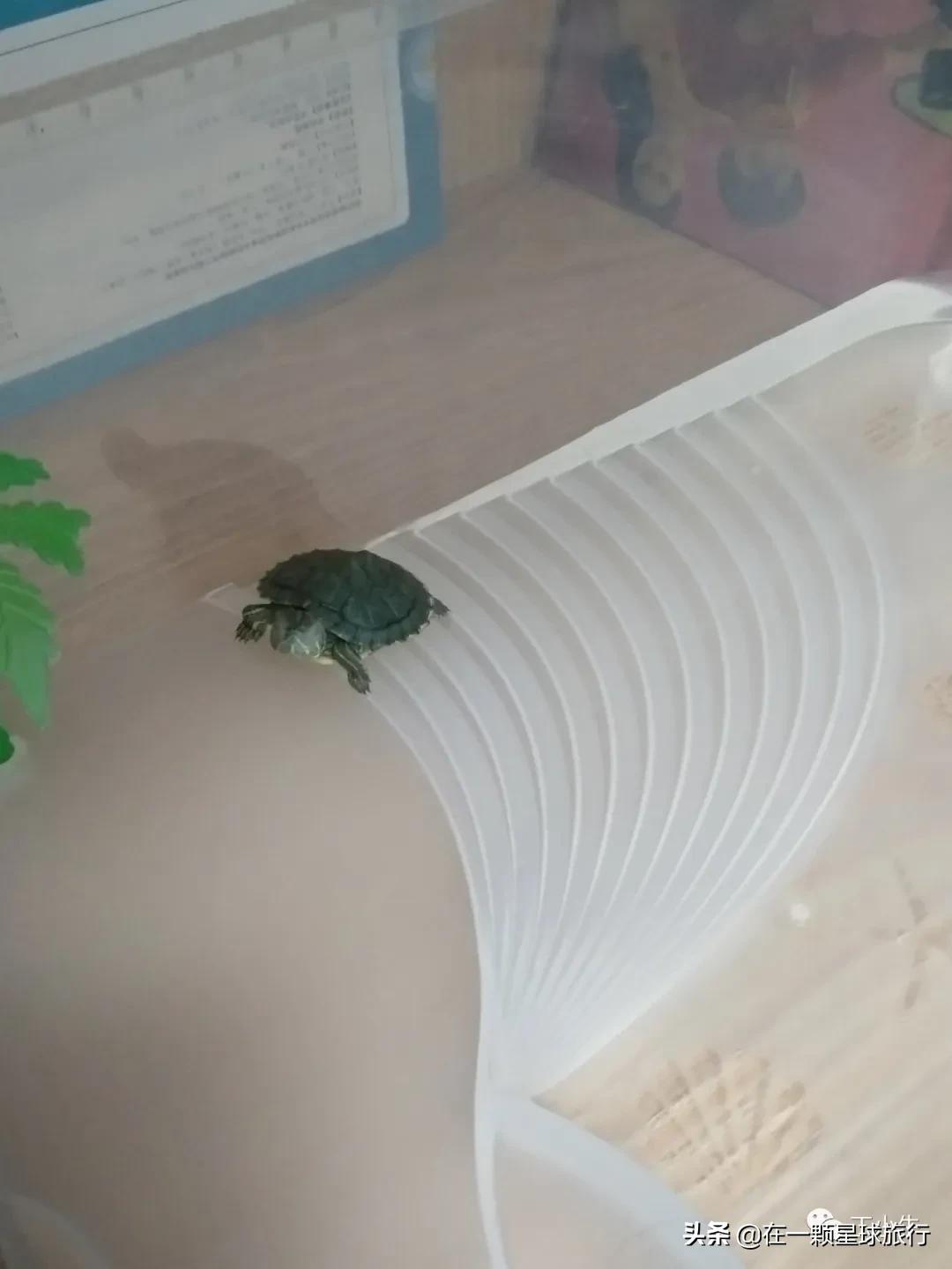 一缸乌龟都得了白眼病,乌龟养1只孤单吗