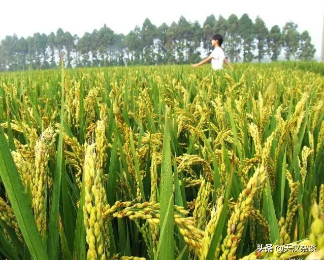 超市稻米油,超市里的稻米油好不好