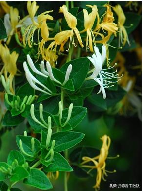 消肿祛毒止痛的药膏,金银花可以治脓疱疮