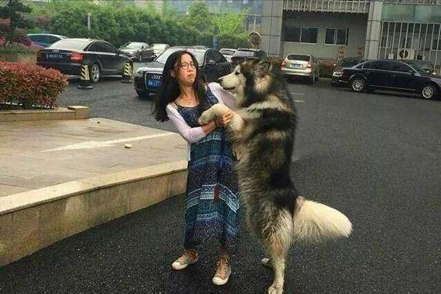 最会撒娇的十种狗,脾气温顺且好养的几种狗