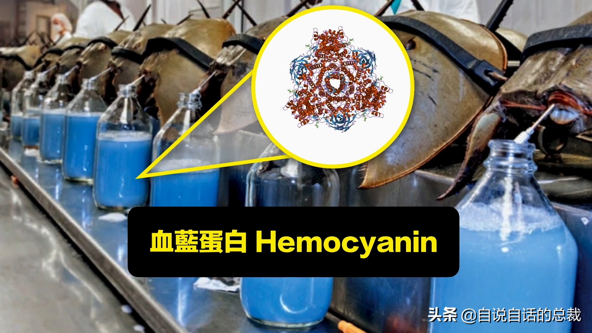 蛤、蚶、蛏、蚝、蚬有什么区别？这是一群美味海怪与人类的故事