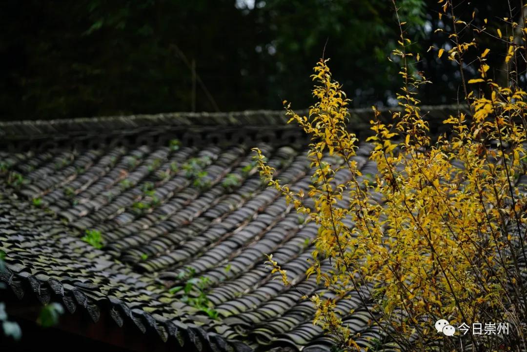 崇州粉蒸肉哪家好吃,崇州味道