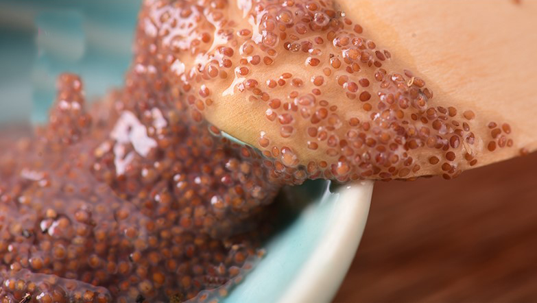 水草种子是海藻么,水草种子都是假的吗