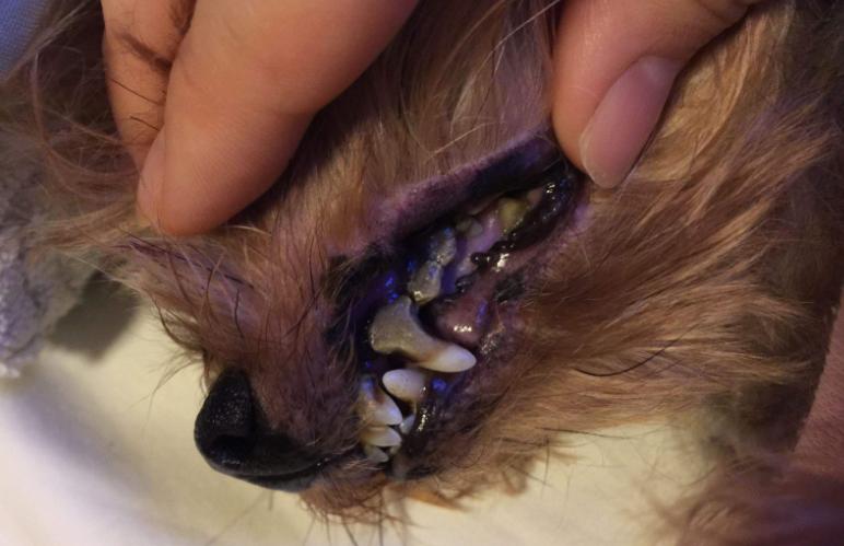 金毛牙齿问题怎么治疗,金毛牙结石用什么牙膏