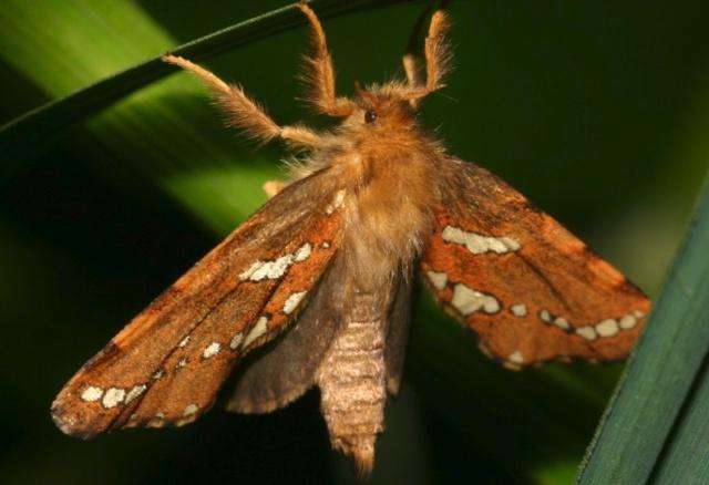 昆虫是通过什么方式吸引异性,昆虫的情感世界