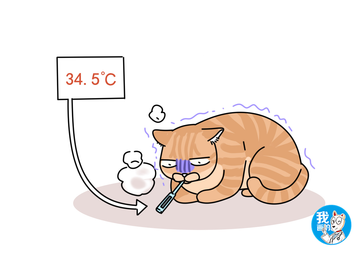 猫咪室内温度多少就怕冷了,辟谣猫鹦鹉热