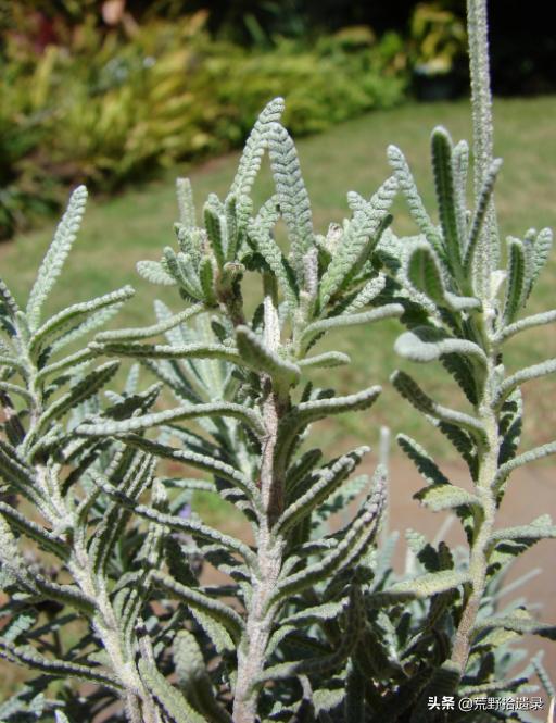 薰衣草的种植方法及管理技术要点,熏衣草种植方法及养护常识有哪些