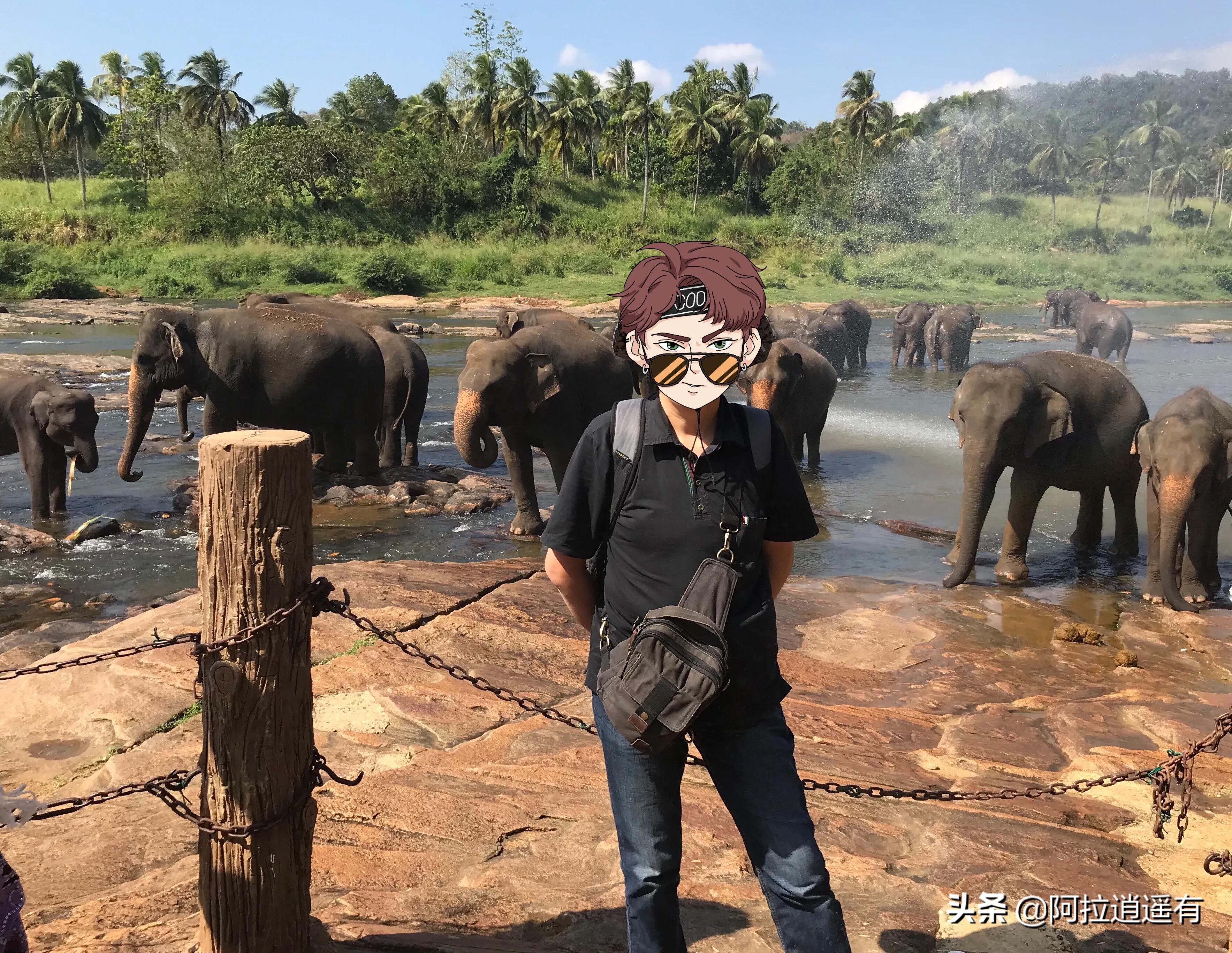 斯里兰卡大象粪便做纸,斯里兰卡大象粪便纸