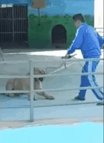 老虎和狮子分离了多久,狮子是百兽之王老虎是森林之王