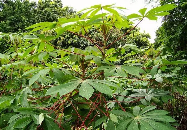客家木薯粉块怎么吃,木薯粉怎么做出好吃的糖糕