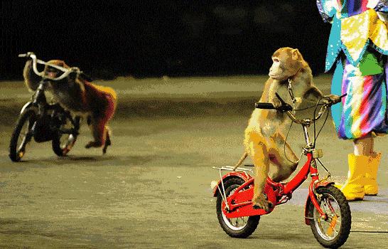 东南花都花博园景观,东南花都花博园