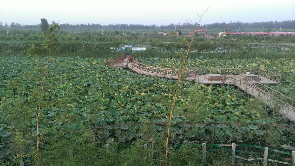 曹县魏湾镇各村姓氏分布,曹县魏湾地名