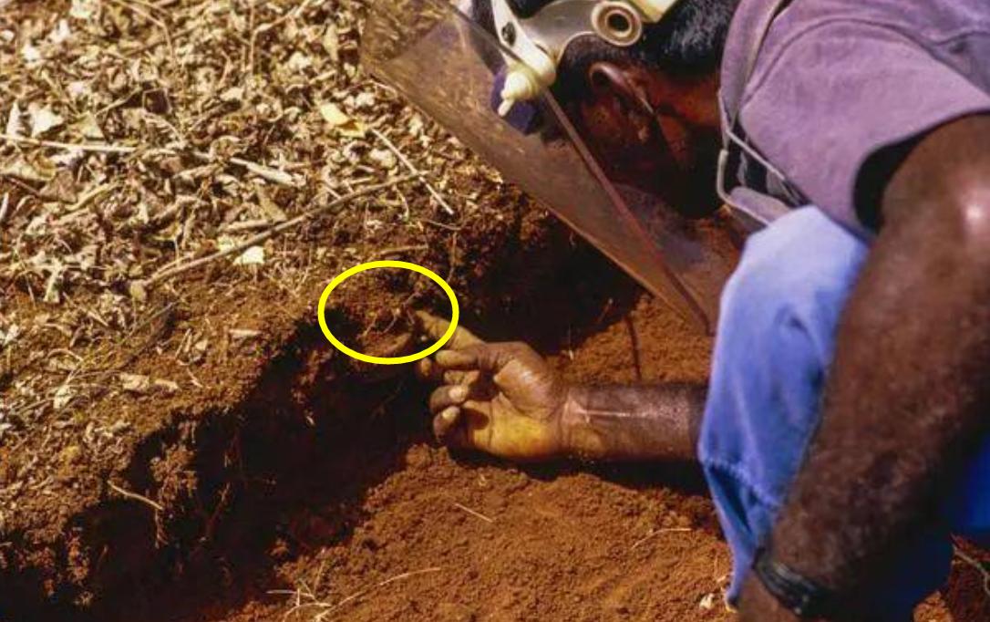 罕见!四川一男子收获2.4米196斤红娘大黑蜂蜂窝,它究竟有多毒?