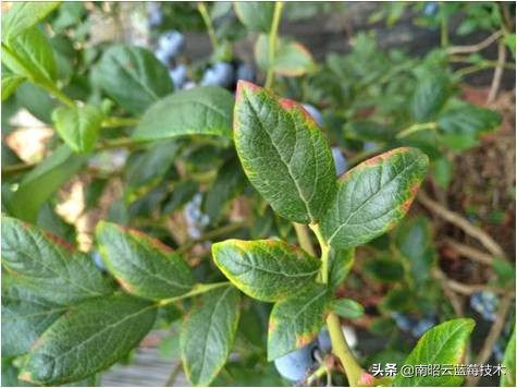 蓝莓叶片边缘焦枯是什么病害,蓝莓在高温下有哪些病害