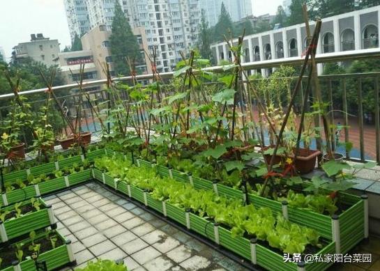 阳台种菜小飞虫用什么药,阳台种菜有小飞蛾蚊虫怎么处理